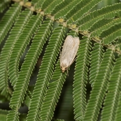 Unverified Concealer moth (Oecophoridae) at Hawker, ACT - 28 Nov 2025 by AlisonMilton