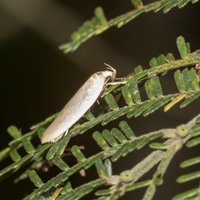 Unverified Concealer moth (Oecophoridae) at Hawker, ACT - 28 Nov 2025 by AlisonMilton