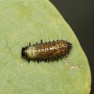 Paropsisterna beata (Blessed Leaf Beetle) at Hawker, ACT - 28 Nov 2025 by AlisonMilton