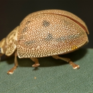 Paropsis atomaria (Eucalyptus leaf beetle) at Hawker, ACT - 28 Nov 2025 by AlisonMilton