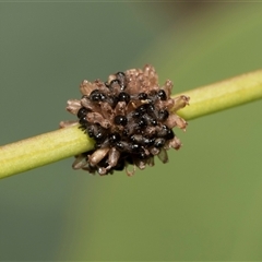 Paropsis atomaria (Eucalyptus leaf beetle) at Hawker, ACT - 28 Nov 2025 by AlisonMilton