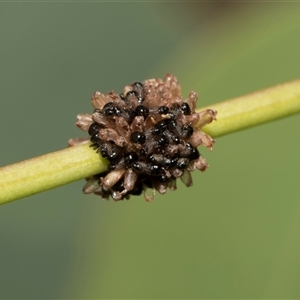 Paropsis atomaria (Eucalyptus leaf beetle) at Hawker, ACT - 28 Nov 2025 by AlisonMilton