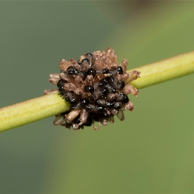 Paropsis atomaria (Eucalyptus leaf beetle) at Hawker, ACT - 28 Nov 2025 by AlisonMilton