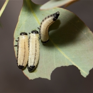 Paropsisterna cloelia (Eucalyptus variegated beetle) at Hawker, ACT - 28 Nov 2025 by AlisonMilton