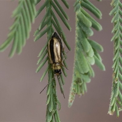 Monolepta froggatti (Leaf beetle) at Hawker, ACT - 28 Nov 2025 by AlisonMilton