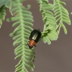 Adoxia benallae (Leaf beetle) at Hawker, ACT - 28 Nov 2025 by AlisonMilton