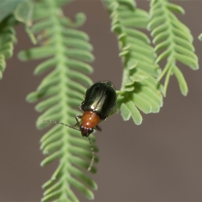 Adoxia benallae (Leaf beetle) at Hawker, ACT - 28 Nov 2025 by AlisonMilton