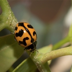 Coccinella transversalis (Transverse Ladybird) at Hawker, ACT - 28 Nov 2025 by AlisonMilton