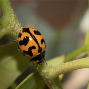 Coccinella transversalis (Transverse Ladybird) at Hawker, ACT - 28 Nov 2025 by AlisonMilton