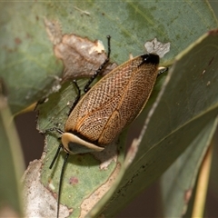 Ellipsidion australe (Austral Ellipsidion cockroach) at Hawker, ACT - 28 Nov 2025 by AlisonMilton