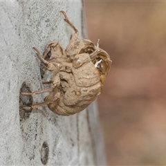 Psaltoda moerens (Redeye cicada) at Hawker, ACT - 28 Nov 2025 by AlisonMilton