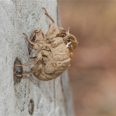 Psaltoda moerens (Redeye cicada) at Hawker, ACT - 28 Nov 2025 by AlisonMilton