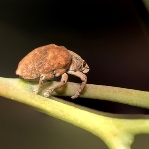 Gonipterus scutellatus (Eucalyptus snout beetle, gum tree weevil) at Hawker, ACT - 28 Nov 2025 by AlisonMilton