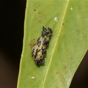 Gonipterini sp. (tribe) (A weevil) at Hawker, ACT - 28 Nov 2025 by AlisonMilton