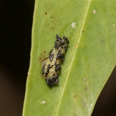 Gonipterini sp. (tribe) (A weevil) at Hawker, ACT - 28 Nov 2025 by AlisonMilton