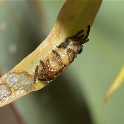 Gonipterini sp. (tribe) (A weevil) at Hawker, ACT - 28 Nov 2025 by AlisonMilton