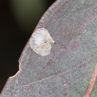 Creiis costatus at Hawker, ACT - 28 Nov 2025 by AlisonMilton