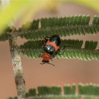Dicranolaius bellulus (Red and Blue Pollen Beetle) at Hawker, ACT - 28 Nov 2025 by AlisonMilton