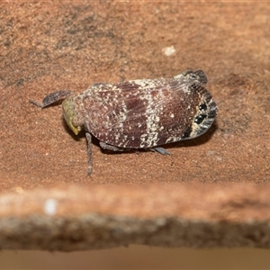 Platybrachys decemmacula (Green-faced gum hopper) at Hawker, ACT - 28 Nov 2025 by AlisonMilton