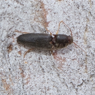 Unverified Click beetle (Elateridae) at Hawker, ACT - 28 Nov 2025 by AlisonMilton