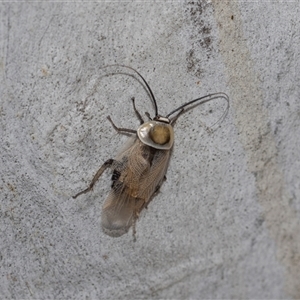 Ellipsidion australe at Hawker, ACT - 28 Nov 2025 by AlisonMilton