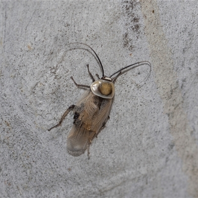 Ellipsidion australe at Hawker, ACT - 28 Nov 2025 by AlisonMilton