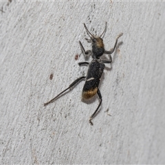 Unverified Checkered Beetles (Cleridae) at Hawker, ACT - 28 Nov 2025 by AlisonMilton
