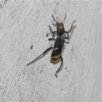 Unverified Checkered Beetles (Cleridae) at Hawker, ACT - 28 Nov 2025 by AlisonMilton