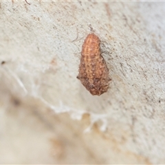 Unverified Leafhopper or planthopper (Hemiptera, several families) at Hawker, ACT - 28 Nov 2025 by AlisonMilton