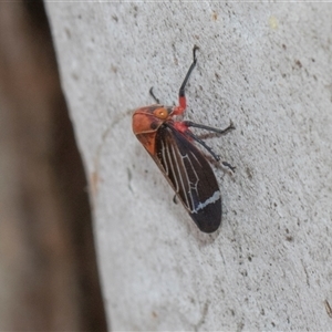 Eurymeloides lineata (Lined gumtree hopper) at Hawker, ACT - 28 Nov 2025 by AlisonMilton
