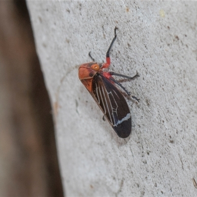 Eurymeloides lineata (Lined gumtree hopper) at Hawker, ACT - 28 Nov 2025 by AlisonMilton