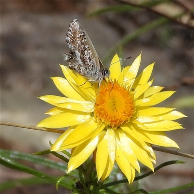 Neolucia agricola at Oaks Estate, ACT - 30 Nov 2025 by DavidDedenczuk