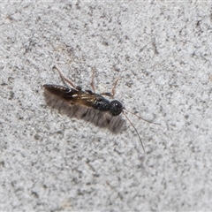 Bethylidae (family) at Hawker, ACT - 28 Nov 2025 by AlisonMilton