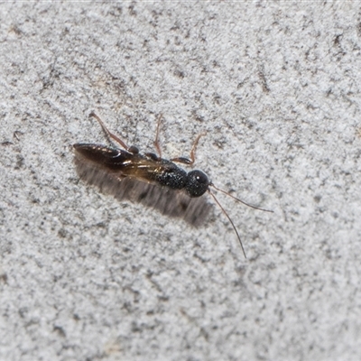 Bethylidae (family) at Hawker, ACT - 28 Nov 2025 by AlisonMilton