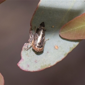 Eurymeloides sp. (genus) (Eucalyptus leafhopper) at Hawker, ACT - 28 Nov 2025 by AlisonMilton
