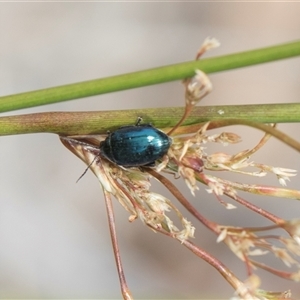 Arsipoda sp. (genus) at Hawker, ACT - 28 Nov 2025 by AlisonMilton