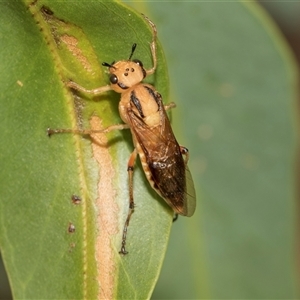 Pseudoperga guerinii at Hawker, ACT - 28 Nov 2025 by AlisonMilton
