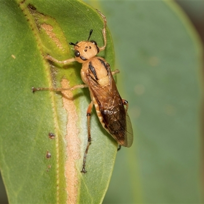 Pseudoperga guerinii at Hawker, ACT - 28 Nov 2025 by AlisonMilton