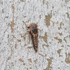 Unverified Leafhopper or planthopper (Hemiptera, several families) at Hawker, ACT - 28 Nov 2025 by AlisonMilton