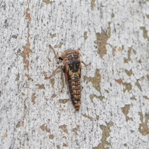 Unverified Leafhopper or planthopper (Hemiptera, several families) at Hawker, ACT - 28 Nov 2025 by AlisonMilton