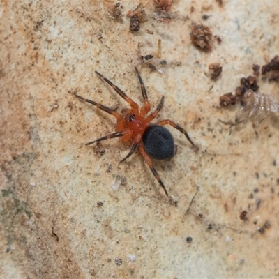 Nicodamidae (family) at Hawker, ACT - 28 Nov 2025 by AlisonMilton