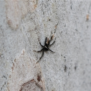 Euryopis umbilicata at Hawker, ACT - 28 Nov 2025 by AlisonMilton