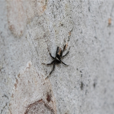 Euryopis umbilicata at Hawker, ACT - 28 Nov 2025 by AlisonMilton