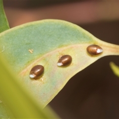 Unverified Insect at Hawker, ACT - 28 Nov 2025 by AlisonMilton