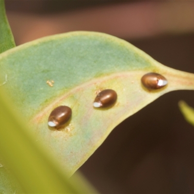 Unverified Insect at Hawker, ACT - 28 Nov 2025 by AlisonMilton