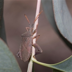Amorbus rhombifer (Leaf-Footed Bug) at Hawker, ACT - 28 Nov 2025 by AlisonMilton