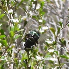 Unverified True fly (Diptera) at Oaks Estate, ACT - 30 Nov 2025 by DavidDedenczuk