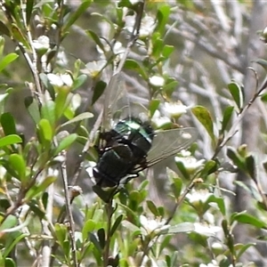 Unverified True fly (Diptera) at Oaks Estate, ACT - Yesterday by DavidDedenczuk