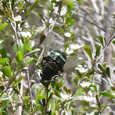 Unverified True fly (Diptera) at Oaks Estate, ACT - 30 Nov 2025 by DavidDedenczuk
