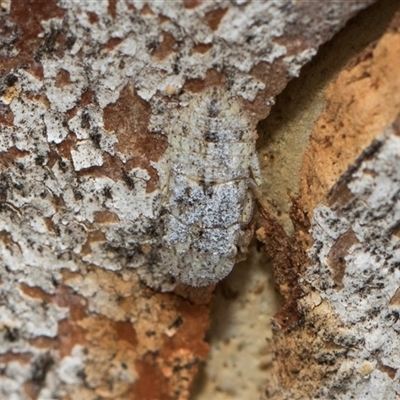 Stenocotis depressa (Leafhopper) at Hawker, ACT - 28 Nov 2025 by AlisonMilton
